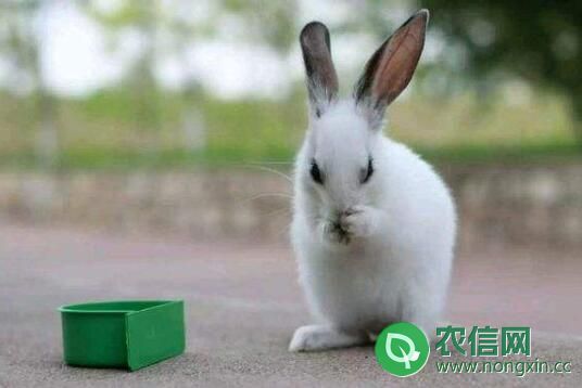 兔子便秘怎么办，少花钱治兔子便秘的方法