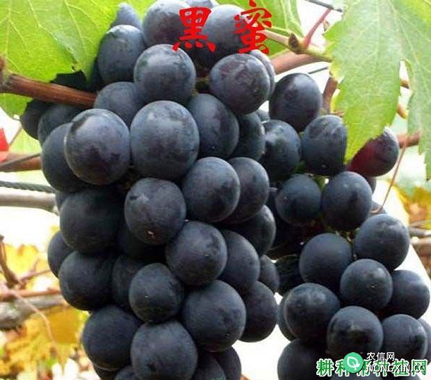 黑蜜葡萄品种好不好 种植黑蜜葡萄需要注意什么