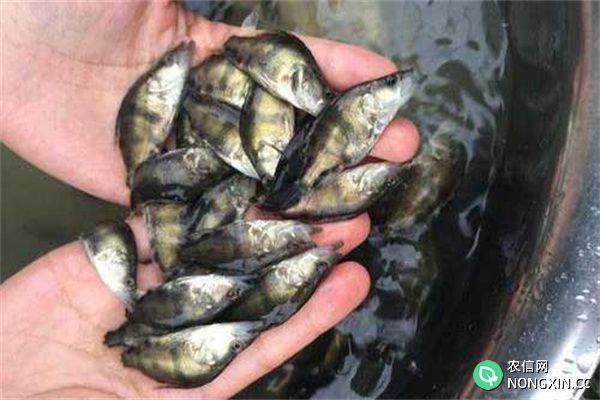 如何提高鳜鱼育种成活率