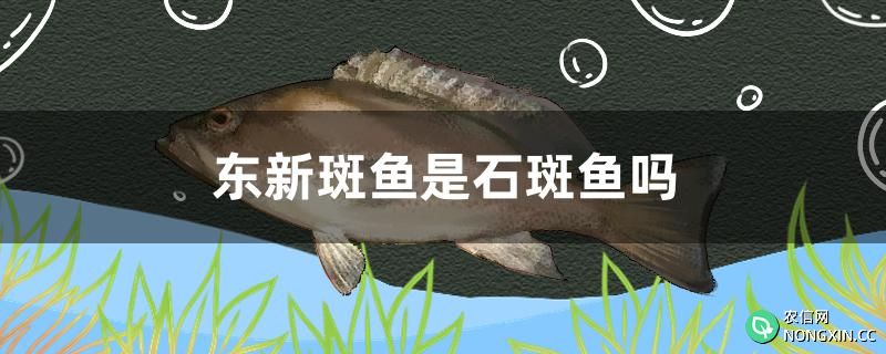 东新斑鱼是石斑鱼吗