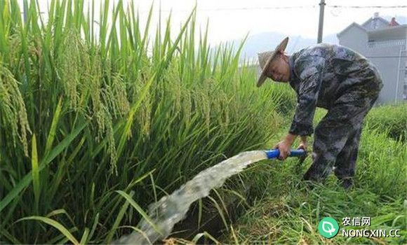 水稻后期的水肥管理