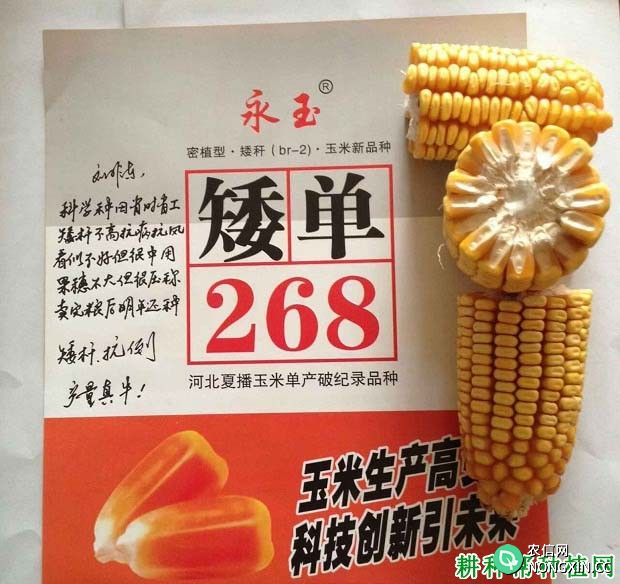 矮单268玉米品种好不好