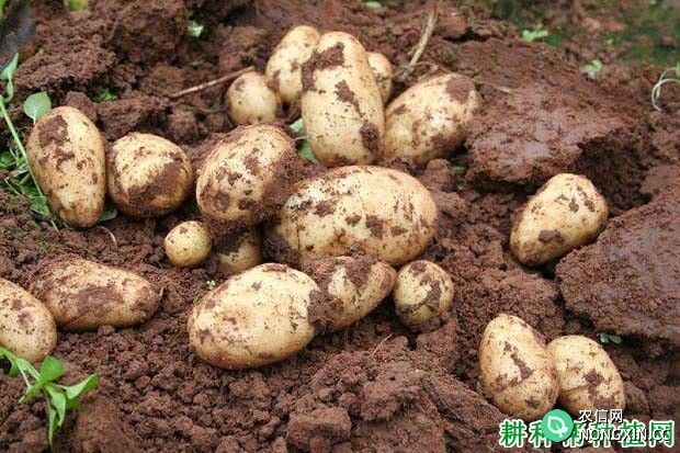 用什么农药可以提高马铃薯产量