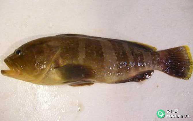 青石斑鱼