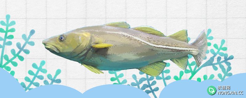 鳕鱼和明太鱼是一种鱼吗，有什么区别