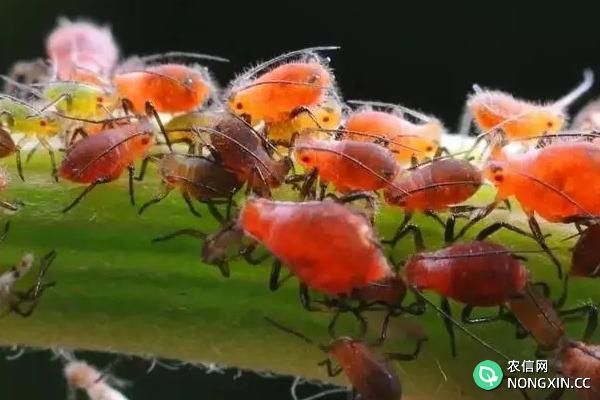 花椒树上蚜虫用什么药物可以根治