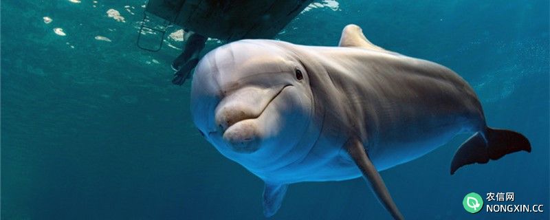 海豚能活多久，多大算成年