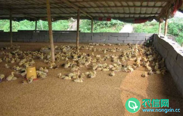 雏鸭的选择与饲养管理问题4