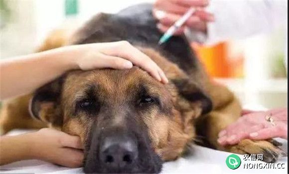 犬副流感的治疗方法
