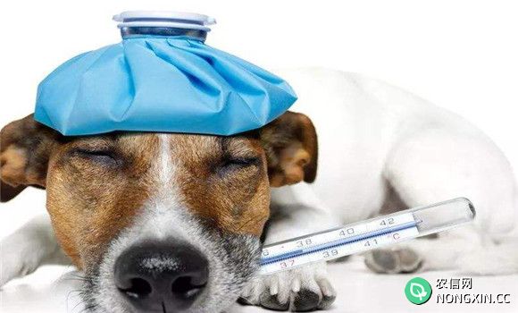 犬副流感的流行特点