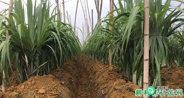 种植甘蔗为什么要培土 甘蔗如何培土
