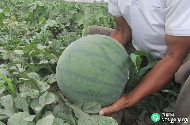 无籽西瓜是怎么种植的