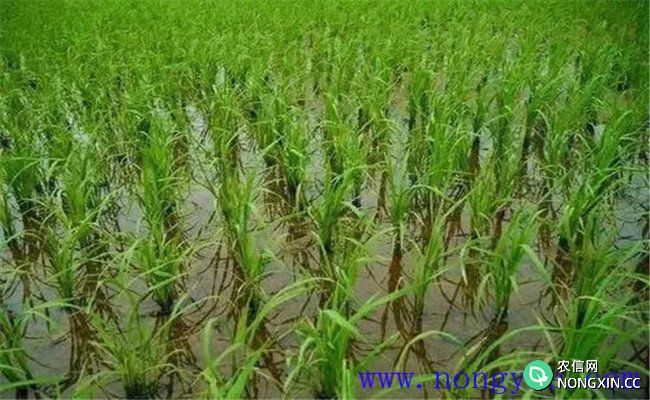 水稻被水淹有什么补救办法