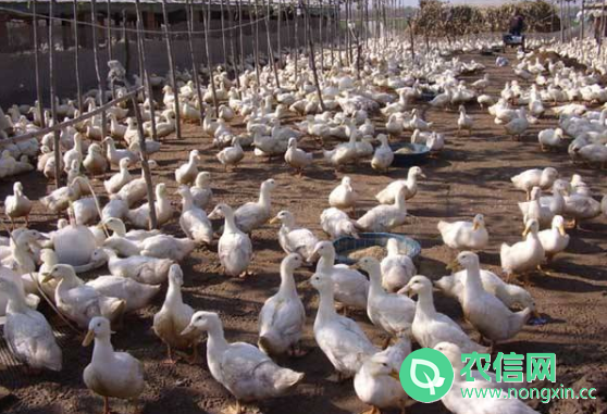 肉鸭养殖成本与利润分析2