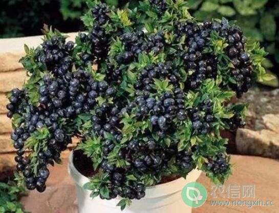 盆栽蓝莓种苗的选择与种植方法