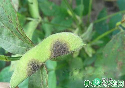 种植大豆如何防治大豆黑斑病