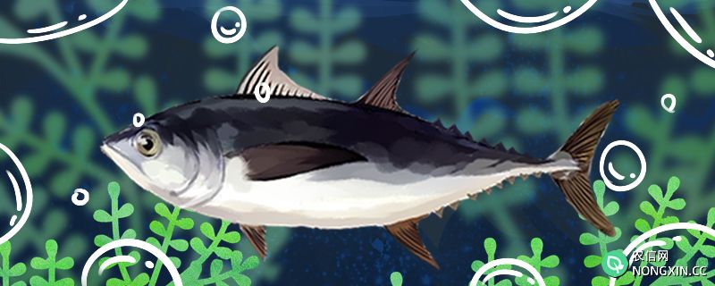 金枪鱼是深海鱼吗，在浅水中能活吗