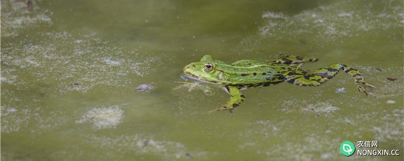 青蛙会冬眠吗，为什么要冬眠