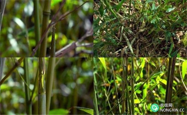 毛竹的变种、变型及品种