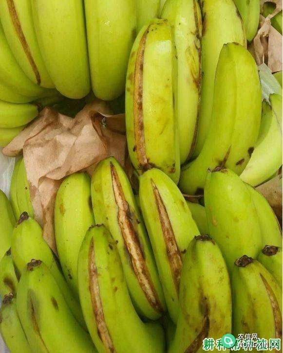 种植香蕉如何预防裂果