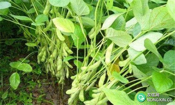 大豆茎褐腐病的防治方法