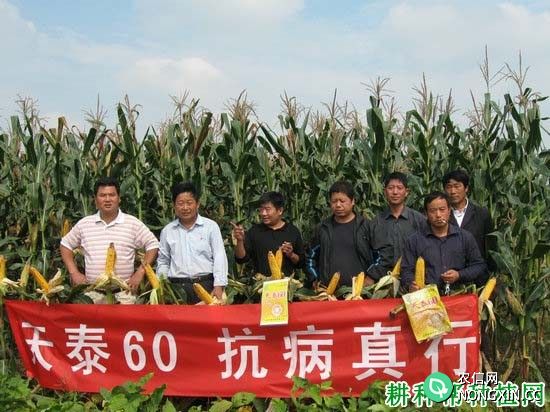 天泰60玉米品种好不好