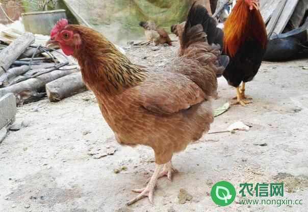 清远麻鸡（清远走地鸡），广东清远的地方土鸡品种