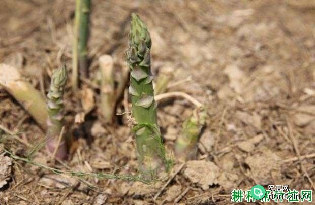 种植芦笋如何施肥产量高