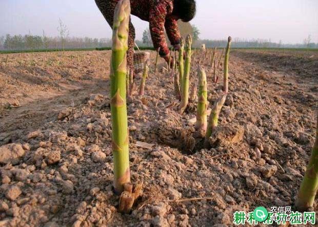 种植芦笋如何施肥产量高