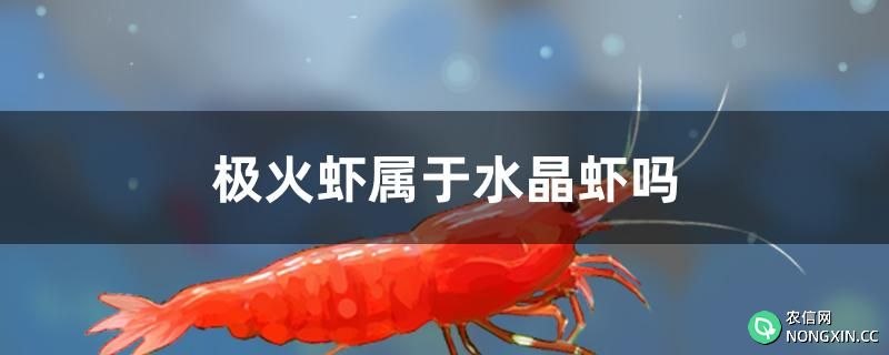 极火虾属于水晶虾吗