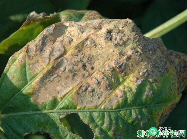 种植大豆如何防治大豆叶斑病