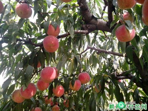 温室大棚桃树在果实发育期如何管理