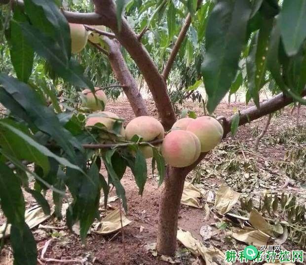 温室大棚桃树在果实发育期如何管理