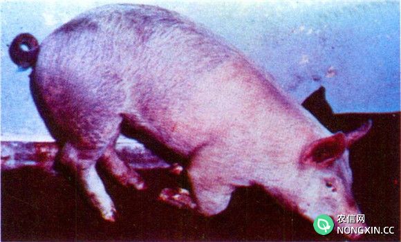 猪水疱疹的中药治疗方法