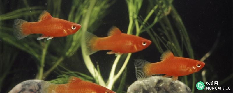 米奇鱼多久性成熟，繁殖需要注意什么