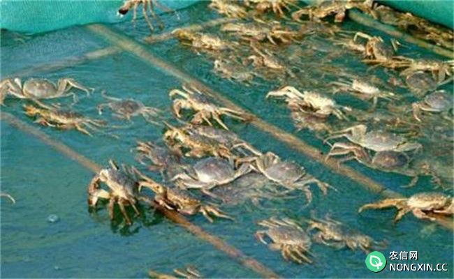 梭子蟹可以人工养殖