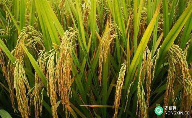 杂交水稻种植技术要点