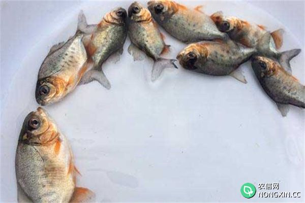 淡水白鲳鱼种的放养