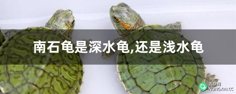 南石龟是深水龟还是浅水龟