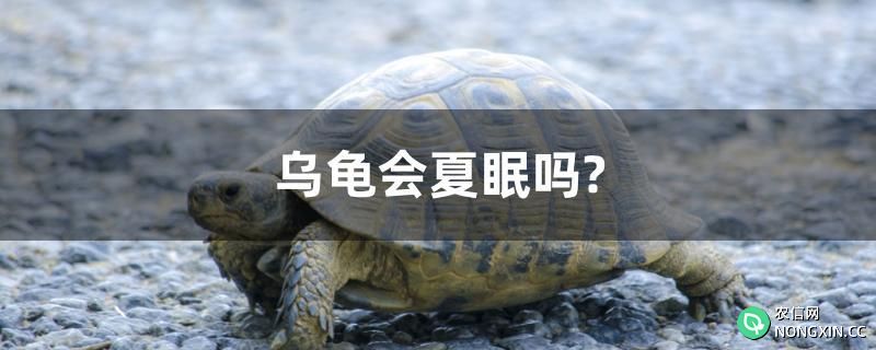 乌龟会夏眠吗?