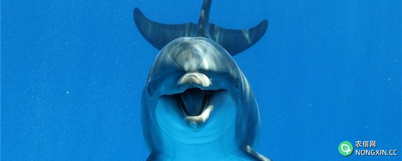 海豚有多少种，常见品种有哪些