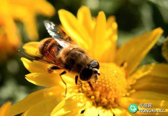 蜜蜂饲养管理方法
