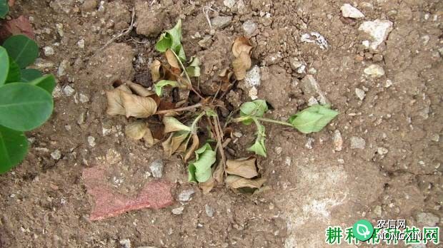 种植花生如何防治花生根腐病