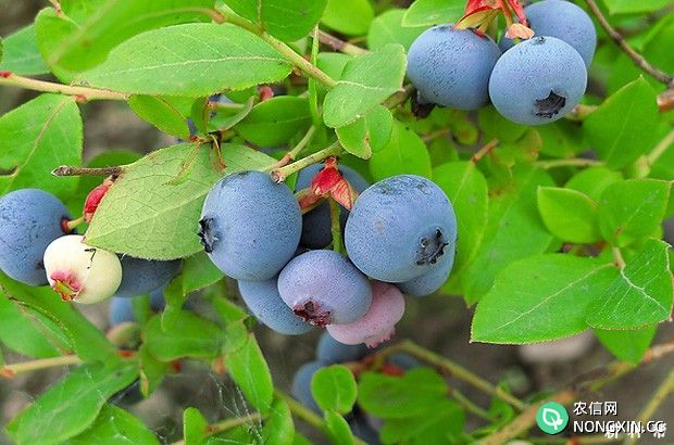 蓝莓的功效与作用是什么