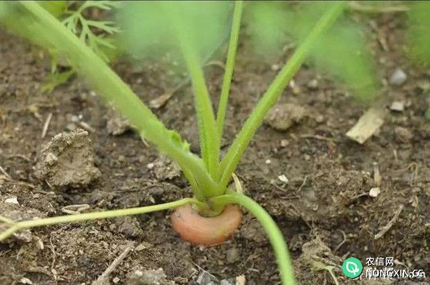 早春胡萝卜如何种植