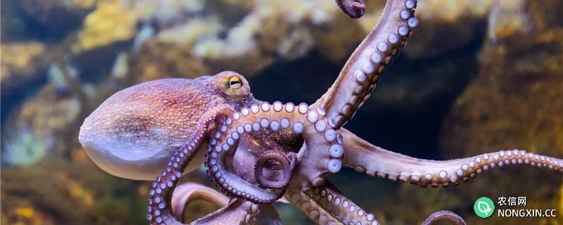 海洋中章鱼有几只触手，有什么作用