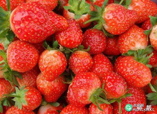 宝交早生草莓品种怎么样产量高吗
