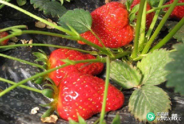 宝交早生草莓品种怎么样产量高吗