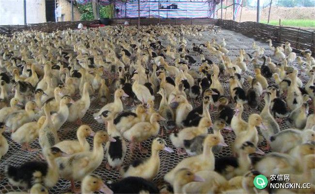 越冬蛋鸭高产饲养管理技术