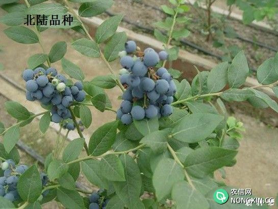 半高丛蓝莓品种哪个品种好